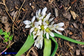 Allium chamaemoly subsp. chamaemoly (Aglio minuscolo)
