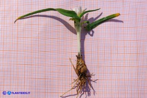 Allium chamaemoly subsp. chamaemoly (Aglio minuscolo)
