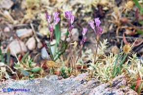 Allium parciflorum (Aglio paucifloro)