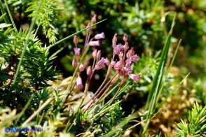 Allium parciflorum (Aglio paucifloro)