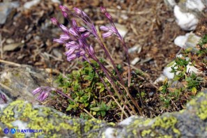 Allium parciflorum (Aglio paucifloro)