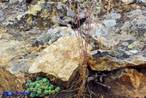 Allium parciflorum (Aglio paucifloro)