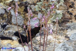 Allium parciflorum (Aglio paucifloro)
