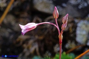 Allium parciflorum (Aglio paucifloro)
