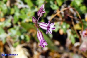 Allium parciflorum (Aglio paucifloro)