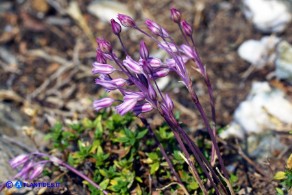 Allium parciflorum (Aglio paucifloro)