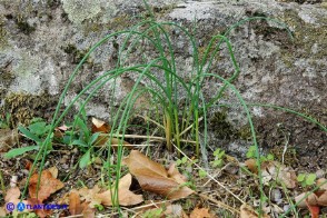 Allium parciflorum (Aglio paucifloro)