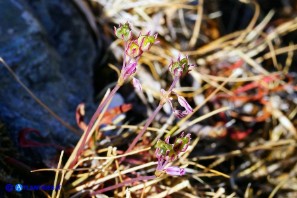 Allium parciflorum (Aglio paucifloro)