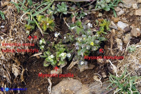 Vegetazione pioniera sui Monti del Gennargentu: Alyssum minutum, Myosotis pusilla e Veronica brevistyla       