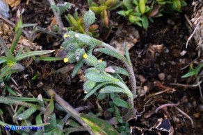 Alyssum minutum (Alisso minuto)