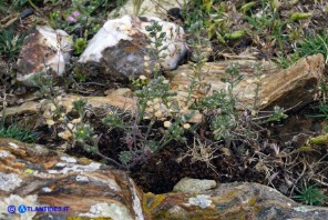 Alyssum minutum (Alisso minuto)