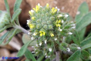 Alyssum minutum (Alisso minuto)