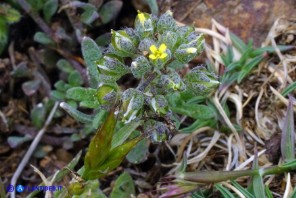 Alyssum minutum (Alisso minuto)