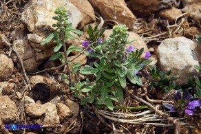 Alyssum minutum (Alisso minuto)