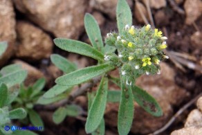 Alyssum minutum (Alisso minuto)