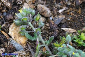 Alyssum minutum (Alisso minuto)