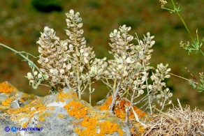 Alyssum minutum (Alisso minuto)