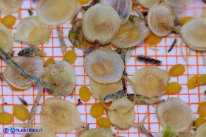Alyssum minutum (Alisso minuto): i semi