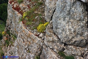 Odontarrhena tavolarae (Alisso di Tavolara)