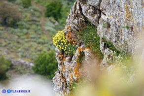 Odontarrhena tavolarae (Alisso di Tavolara)