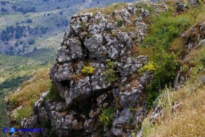 Odontarrhena tavolarae (Alisso di Tavolara)