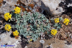 Odontarrhena tavolarae (Alisso di Tavolara)