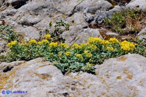 Odontarrhena tavolarae (Alisso di Tavolara)