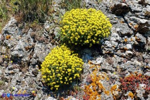 Odontarrhena tavolarae (Alisso di Tavolara)