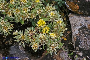 Odontarrhena tavolarae (Alisso di Tavolara)