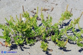Ambrosia maritima (Ambrosia marittima)