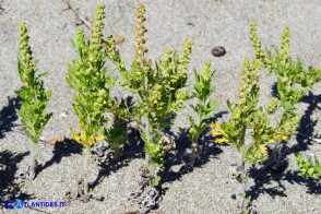 Ambrosia maritima (Ambrosia marittima)