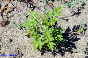 Ambrosia maritima (Ambrosia marittima)