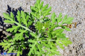 Ambrosia maritima (Ambrosia marittima)
