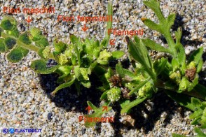 Ambrosia maritima (Ambrosia marittima)