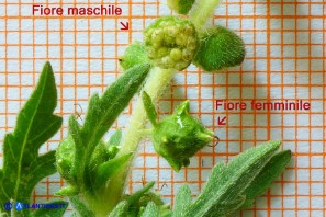 Ambrosia maritima (Ambrosia marittima)
