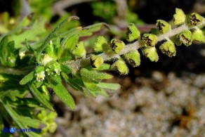 Ambrosia maritima (Ambrosia marittima)