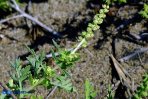 Ambrosia maritima (Ambrosia marittima)