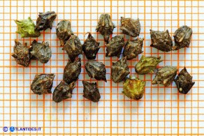 Ambrosia maritima (Ambrosia marittima): i frutti completi