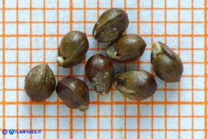 Ambrosia maritima (Ambrosia marittima): gli acheni