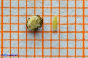 Ambrosia maritima (Ambrosia marittima): achenio aperto e seme