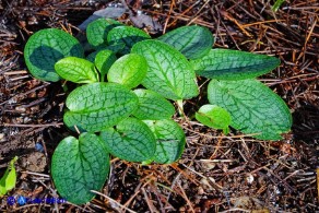 Ambrosinia bassii (Ambrosinia di Bassi)