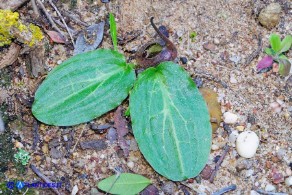 Ambrosinia bassii (Ambrosinia di Bassi)