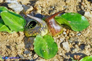 Ambrosinia bassii (Ambrosinia di Bassi)
