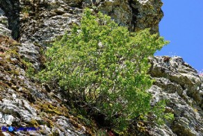 Amelanchier ovalis (Pero corvino)