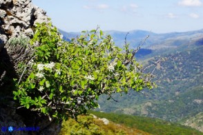 Amelanchier ovalis (Pero corvino)