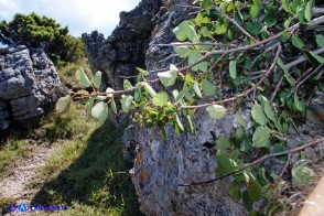 Amelanchier ovalis (Pero corvino)