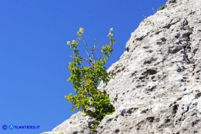 Amelanchier ovalis (Pero corvino)