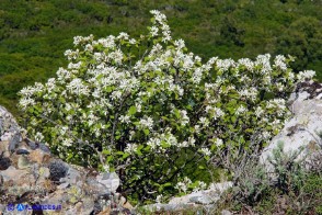 Amelanchier ovalis (Pero corvino)