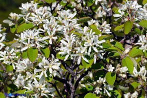 Amelanchier ovalis (Pero corvino)