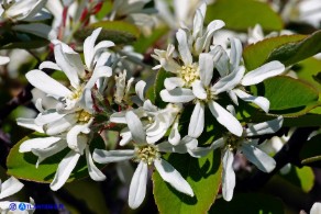 Amelanchier ovalis (Pero corvino)